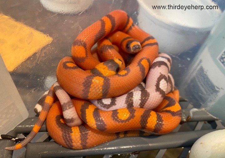 Spotted Honduran Milk Snakes